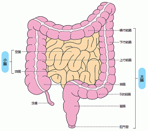 大腸解剖図