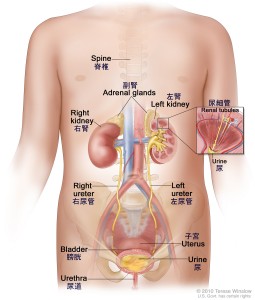 腎臓デトックス 腎虚の精力減退 頻尿改善 モテる男の最強健康ブログ