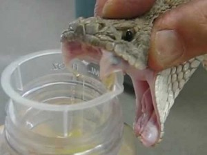 ガラガラヘビ毒